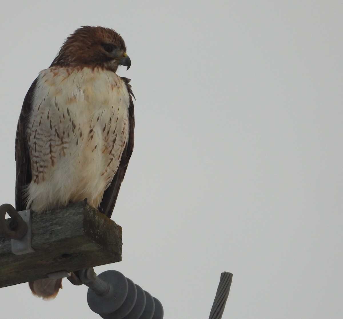 Red-tailed Hawk - ML646814407