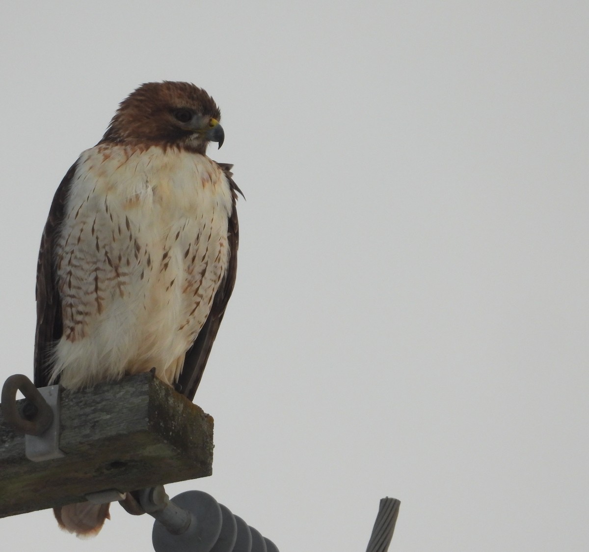 Red-tailed Hawk - ML646814408