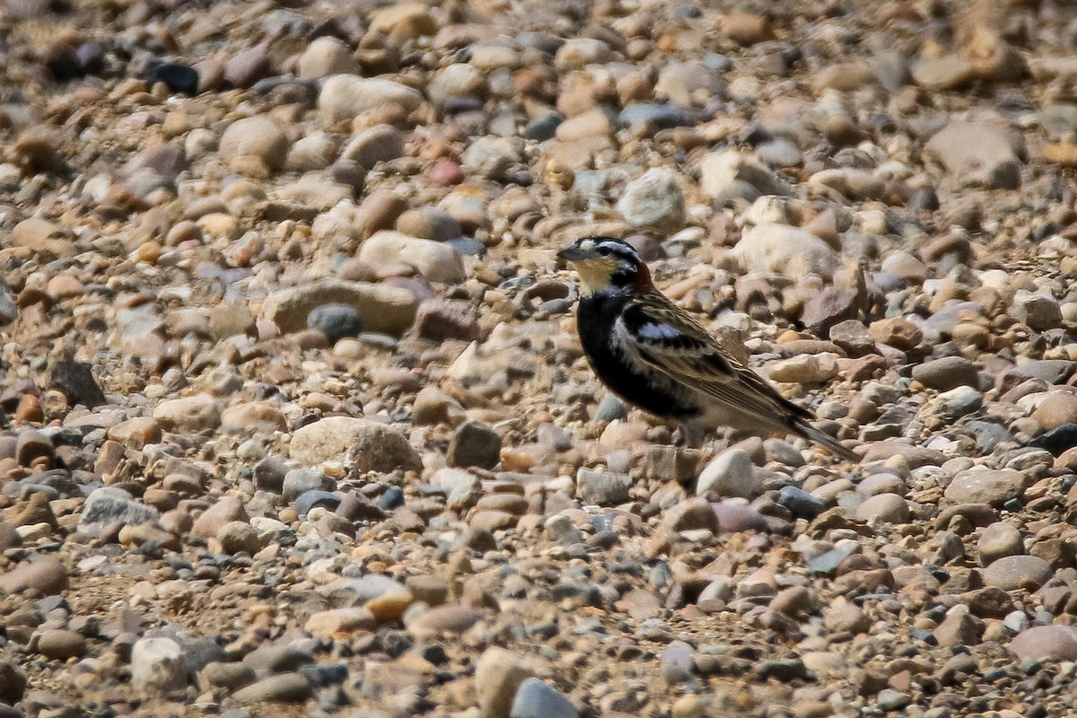 Chestnut-collared Longspur - ML646814409