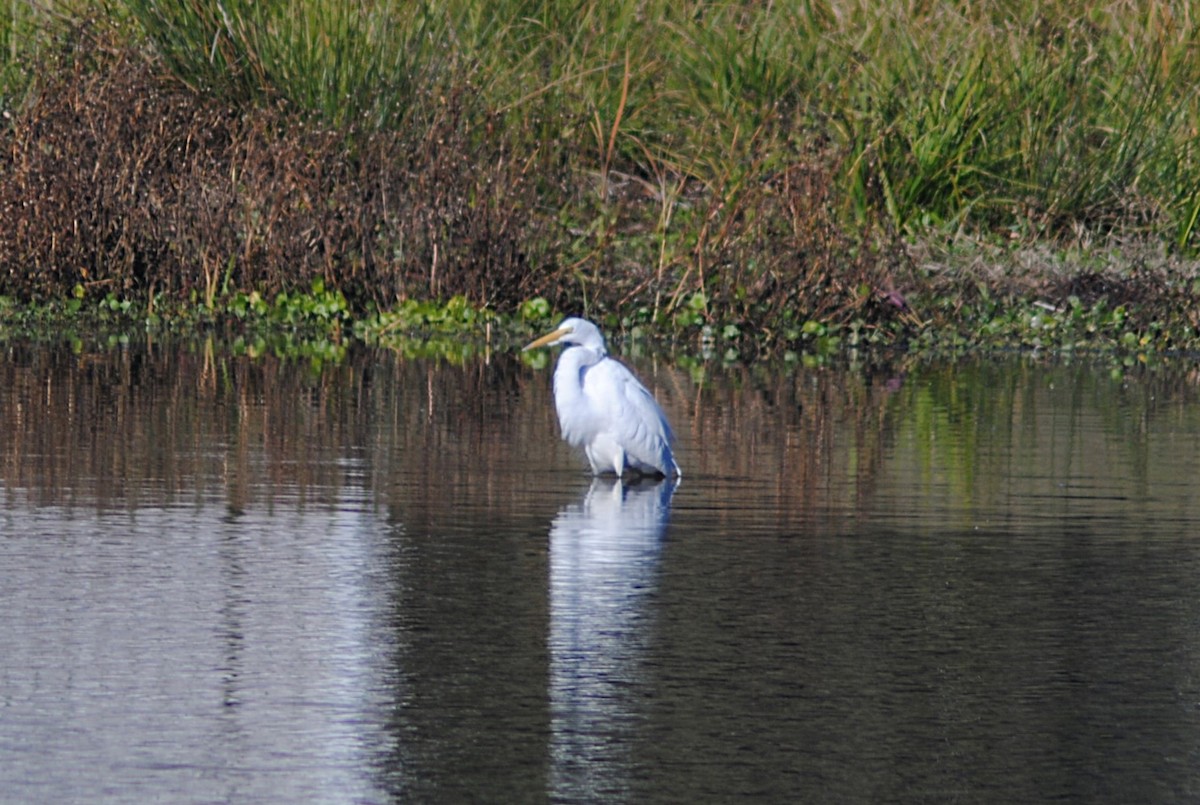 Great Egret - ML646814410