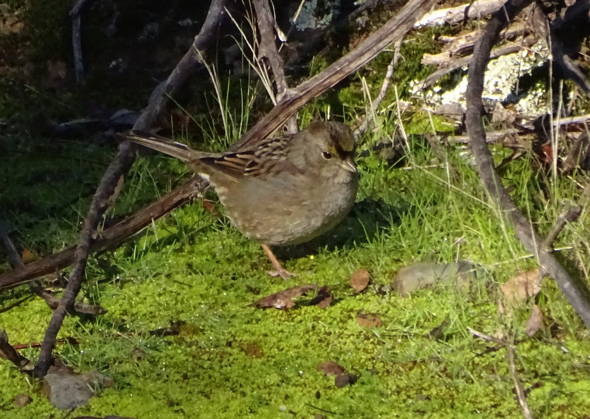 Golden-crowned Sparrow - ML646814411