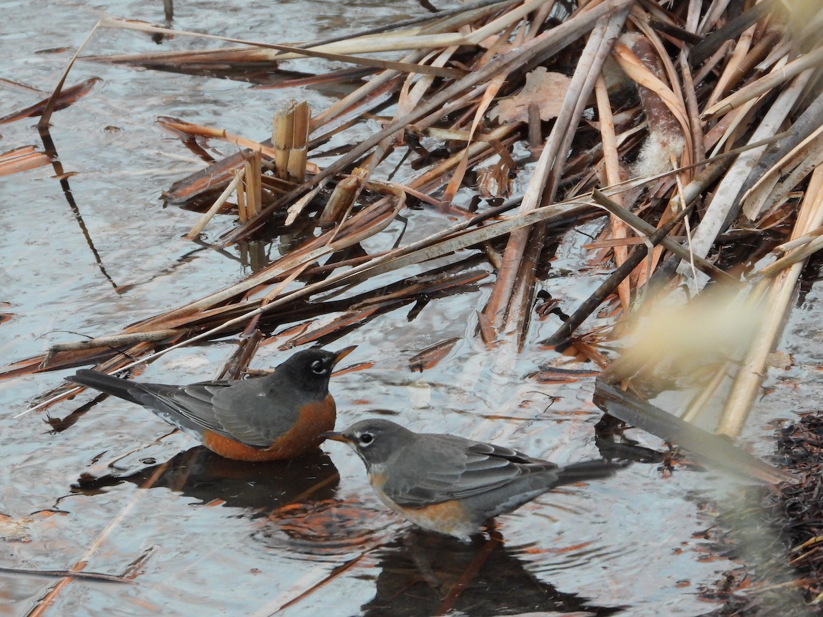 קיכלי נודד - ML646814413