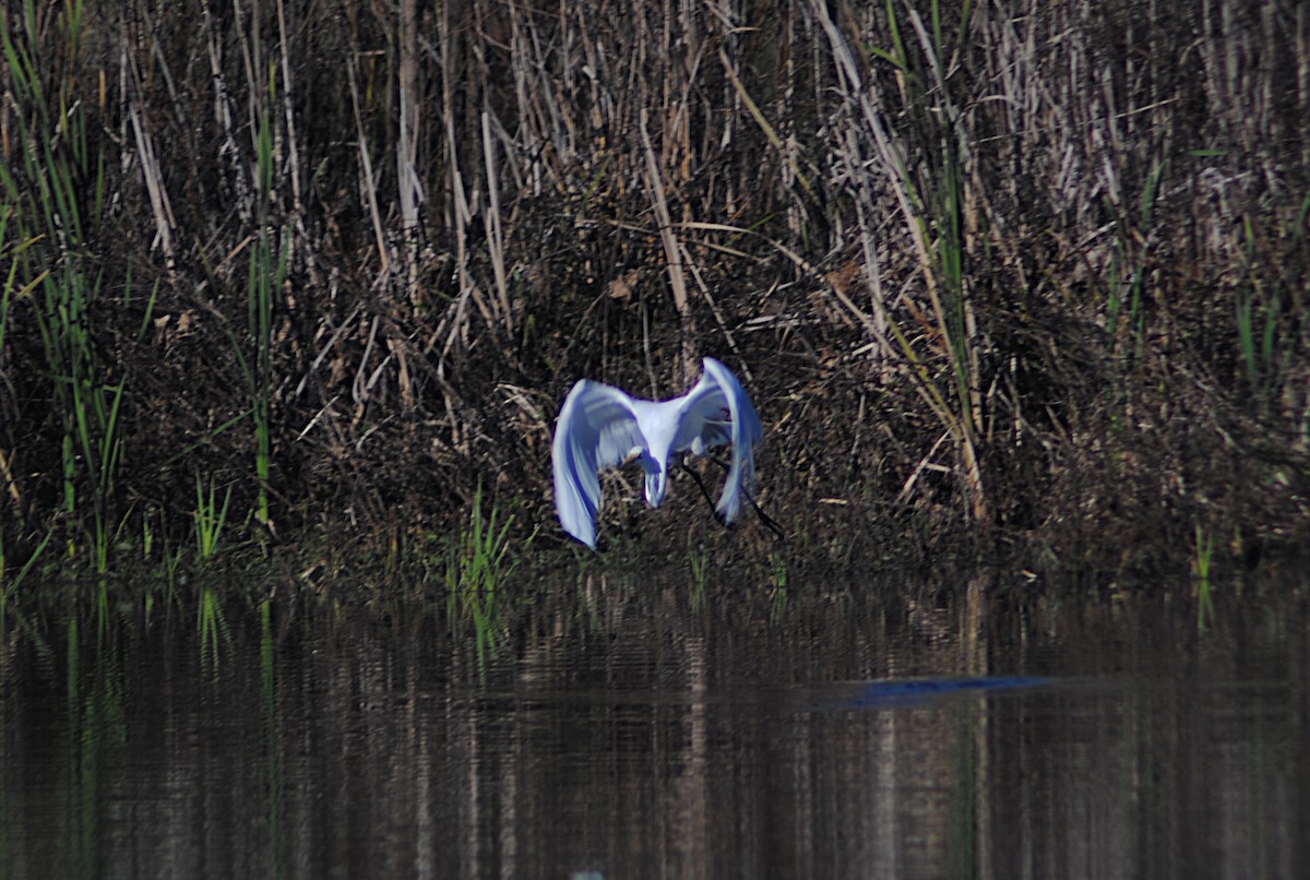 Great Egret - ML646814414