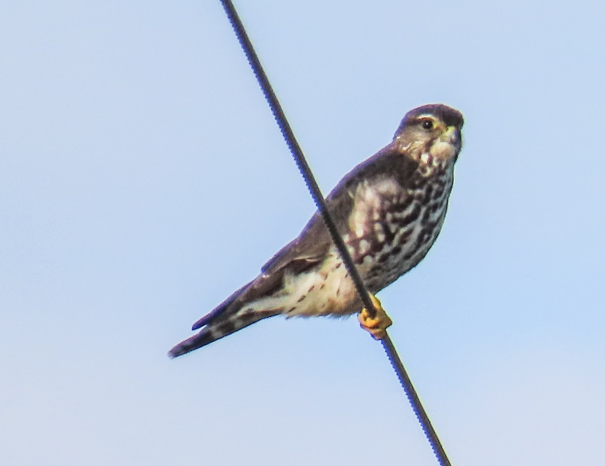 Merlin - ML646814416