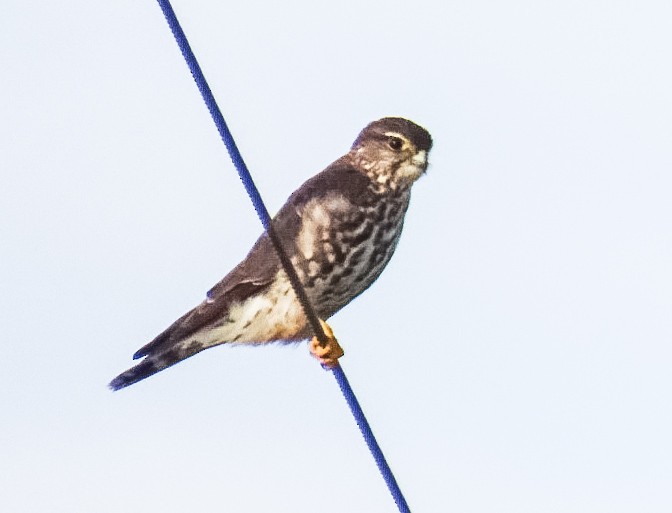 Merlin - ML646814417