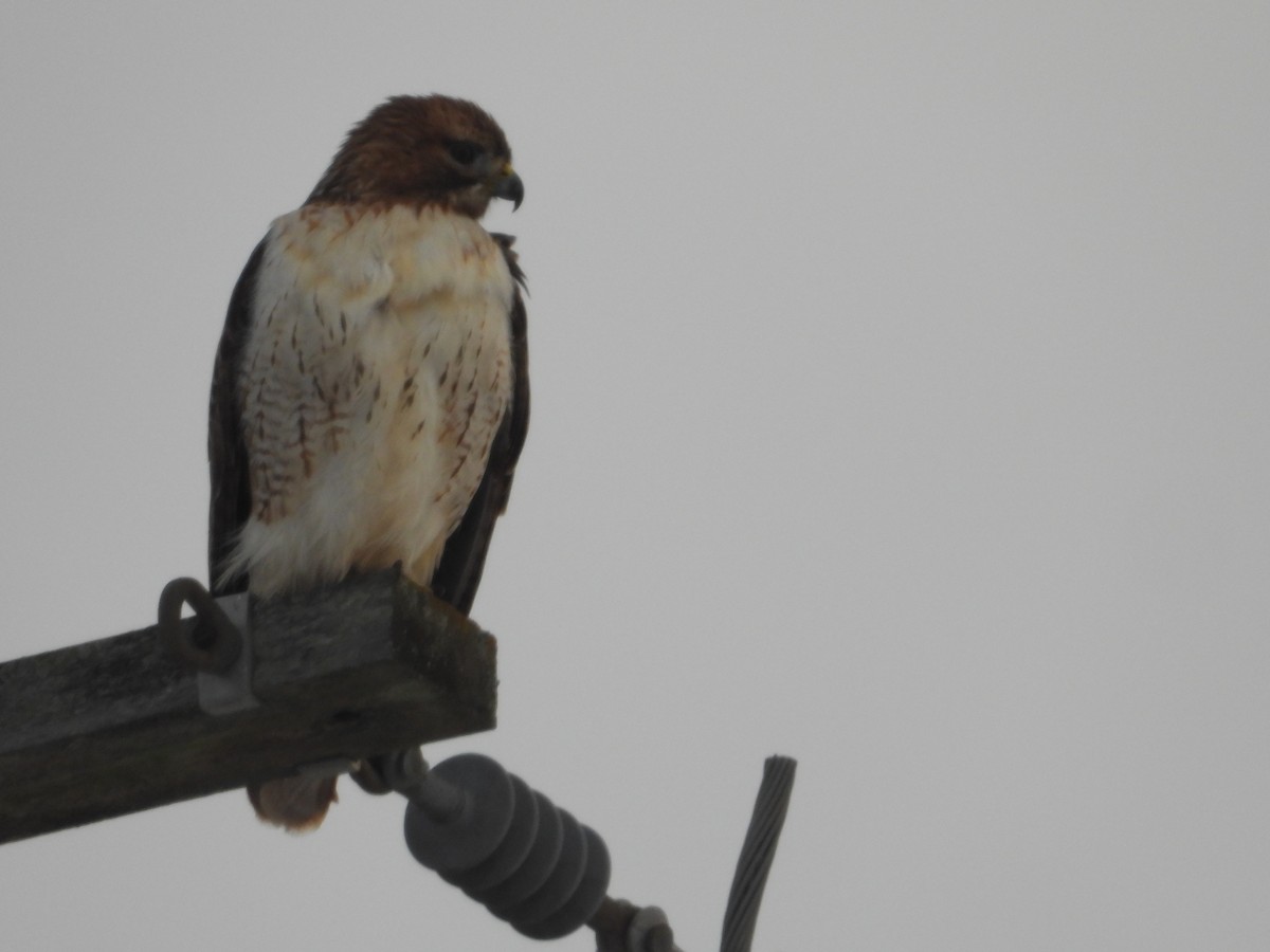 Red-tailed Hawk - ML646814418