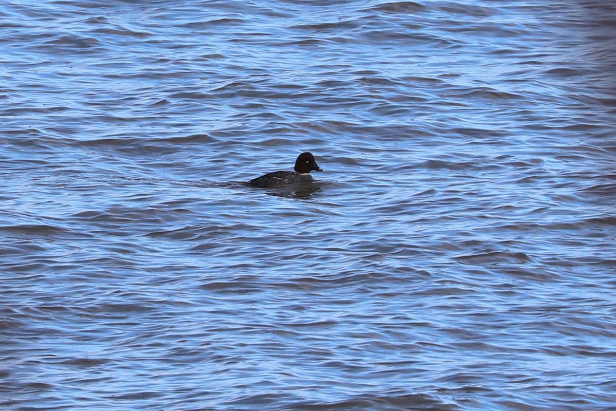 Common Goldeneye - ML646814422