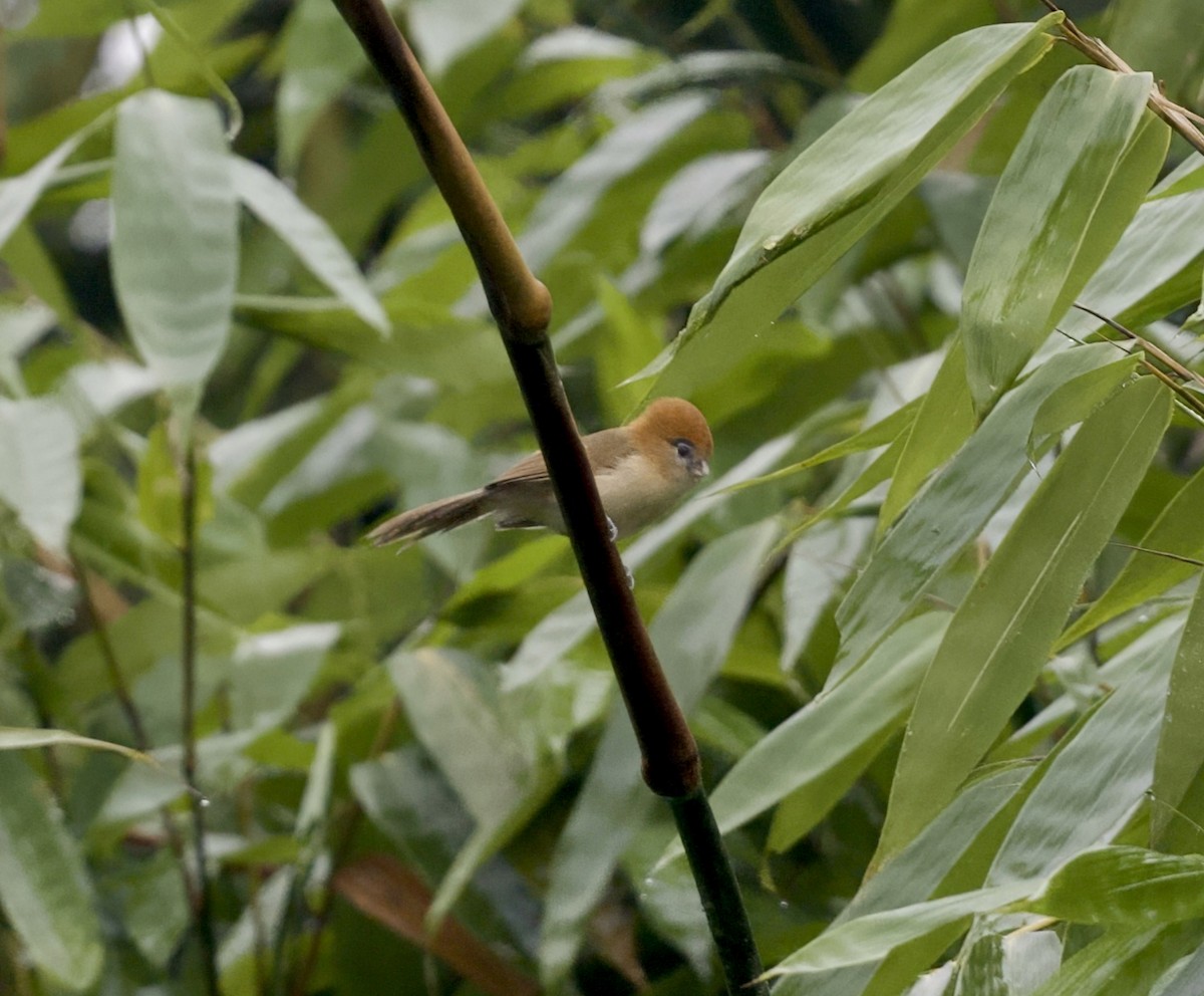 Pale-billed Parrotbill - ML646814440