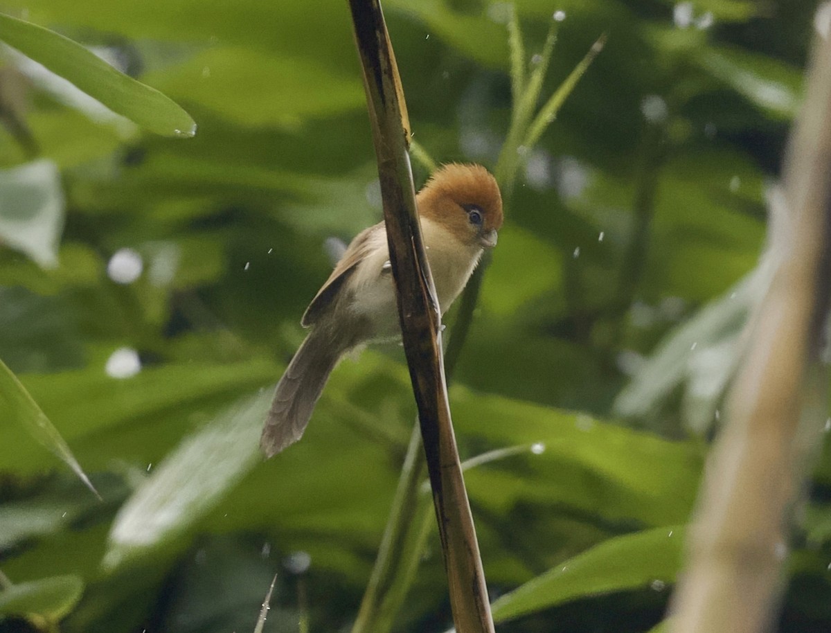 Pale-billed Parrotbill - ML646814441