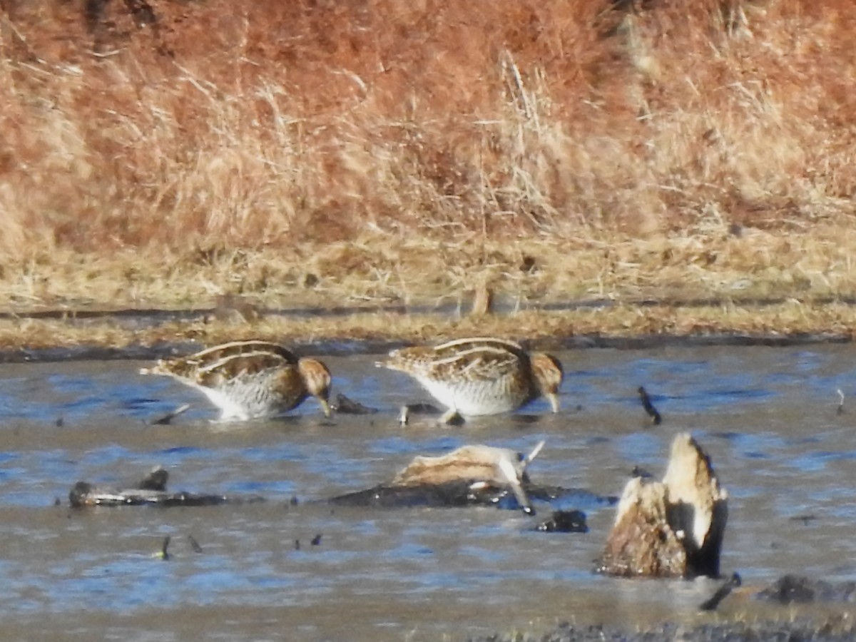 Wilson's Snipe - ML646814442