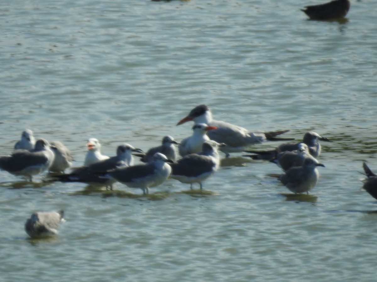 Royal Tern - ML646814444