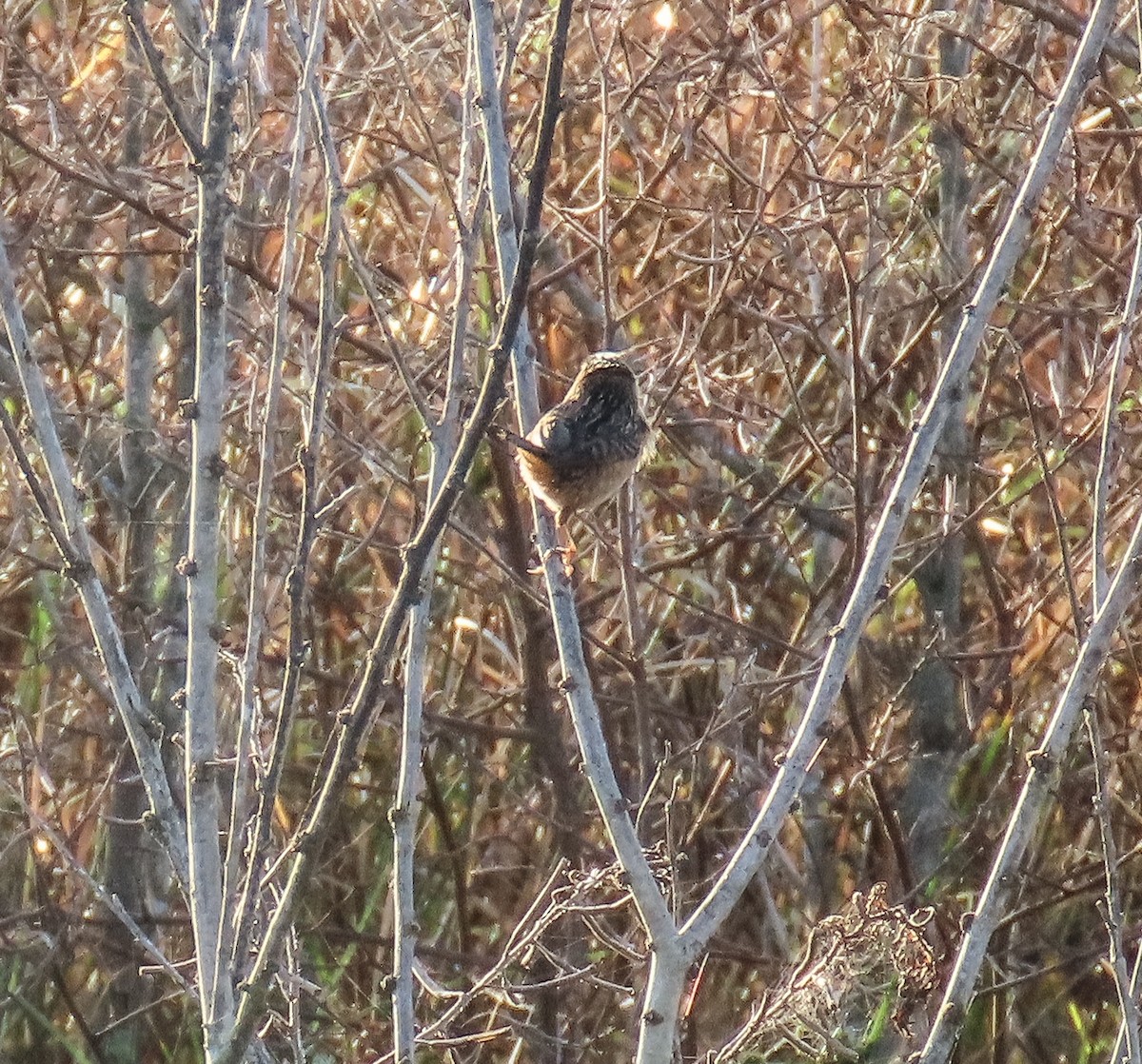 Cucarachero Culibarrado - ML646814445