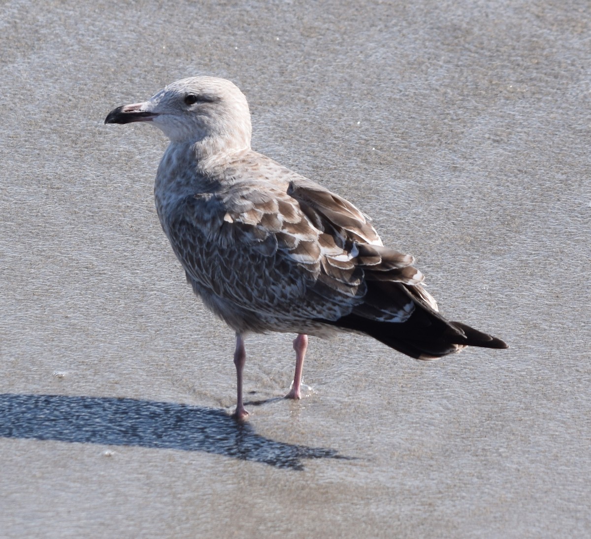 Мартин американський - ML646814447