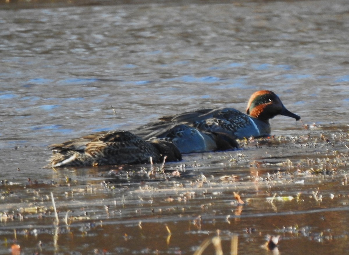 Green-winged Teal - ML646814453