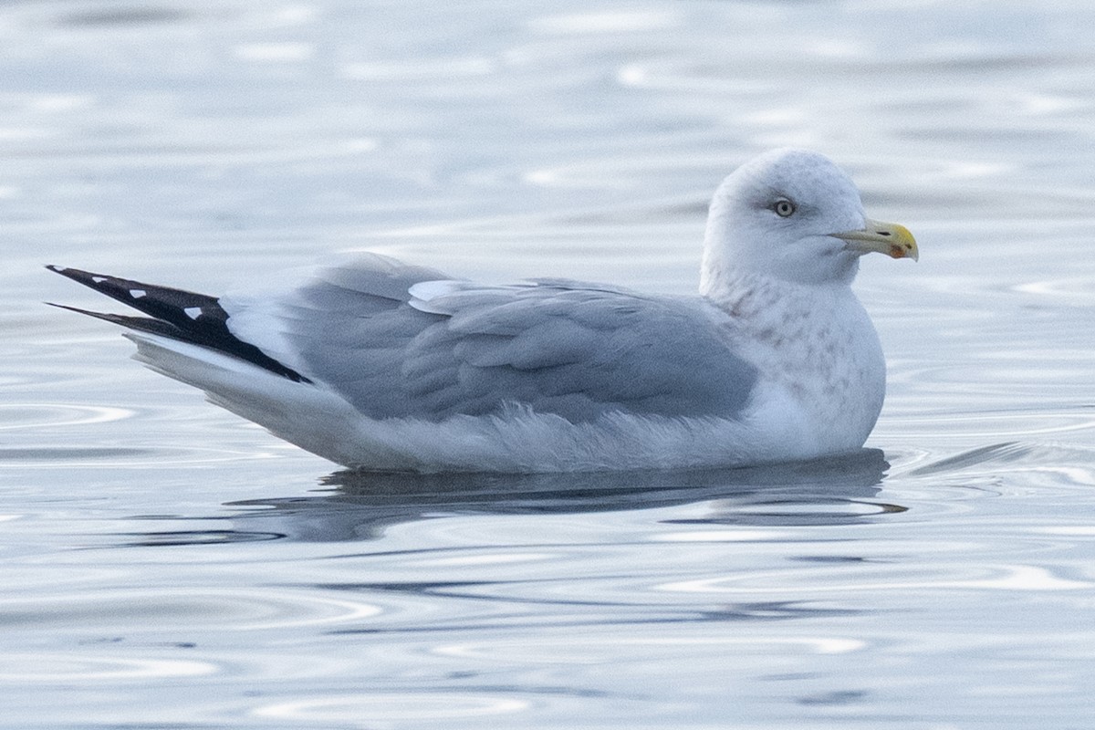 American Herring Gull - ML646814464
