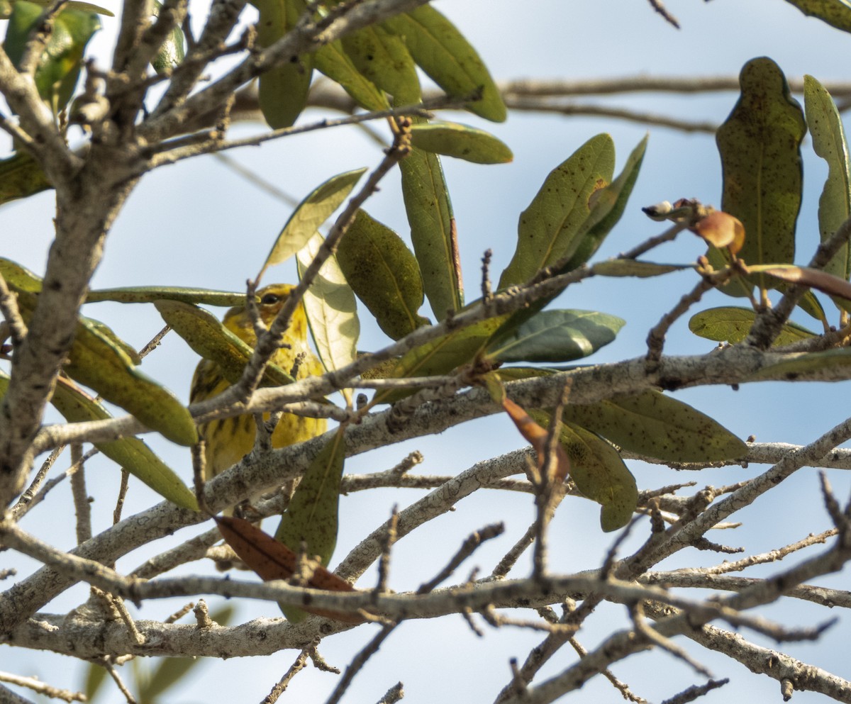 Cape May Warbler - ML646814466