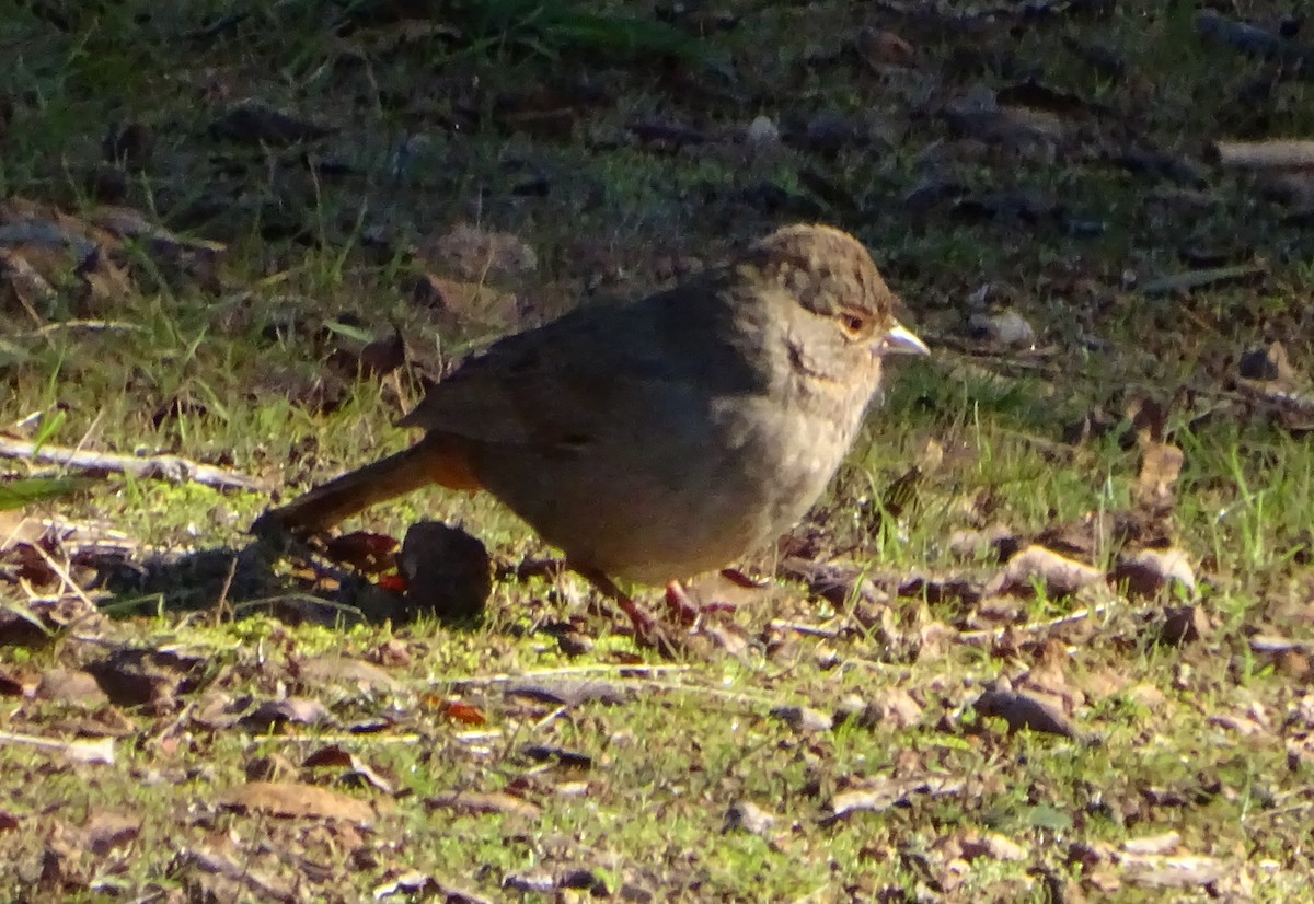 California Towhee - ML646814469