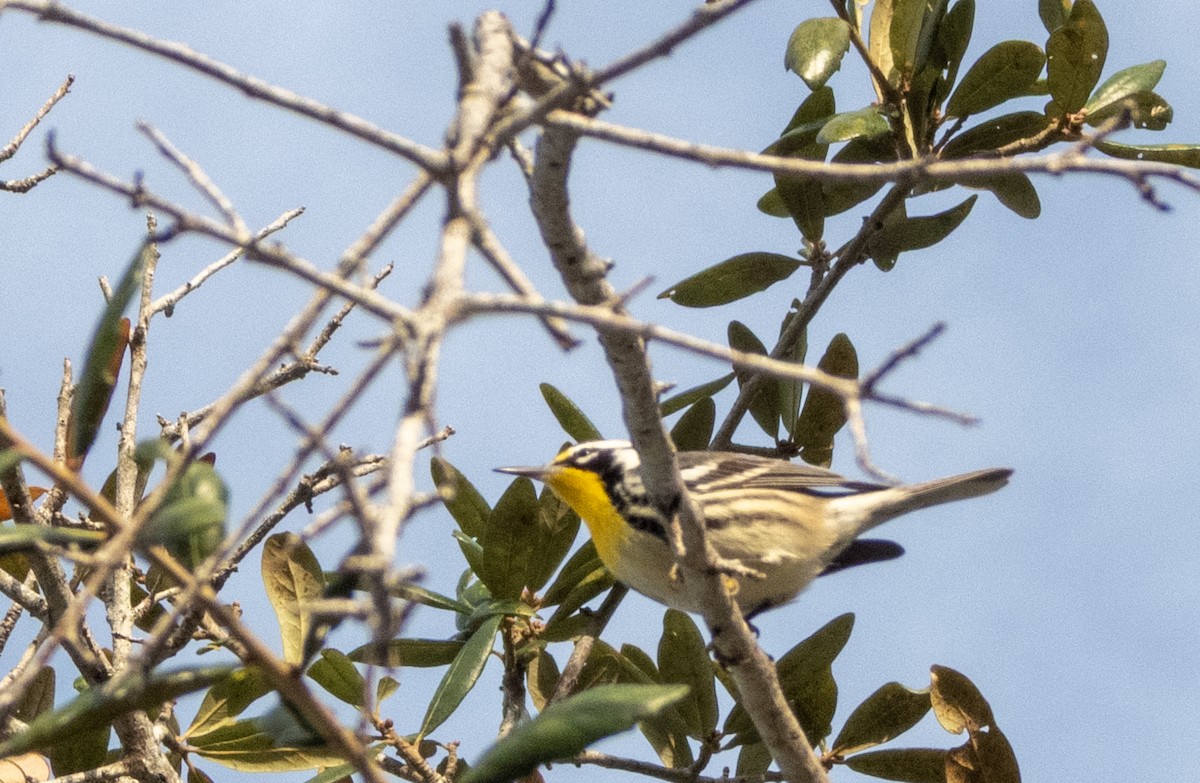 Yellow-throated Warbler - ML646814470