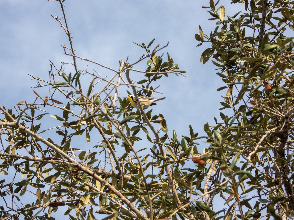 Yellow-throated Warbler - ML646814472