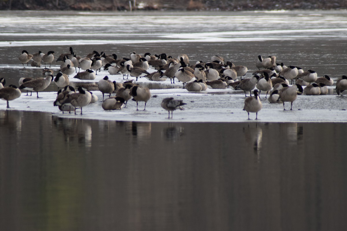 berneška velká - ML646814481