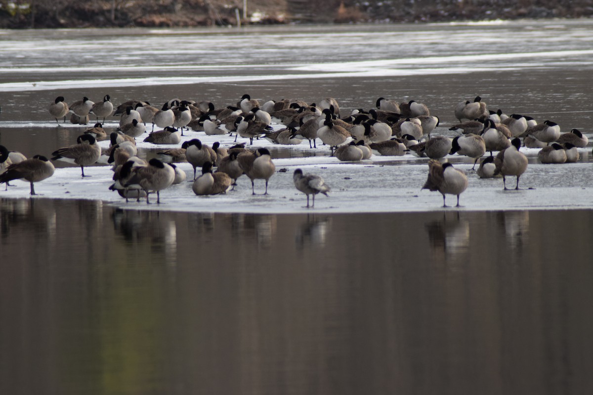 berneška velká - ML646814482