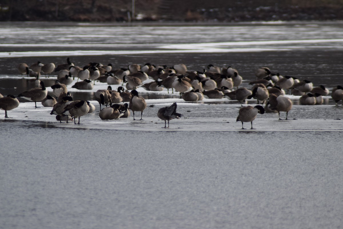 berneška velká - ML646814483