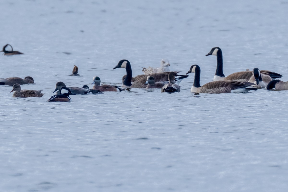 American Wigeon - ML646814489
