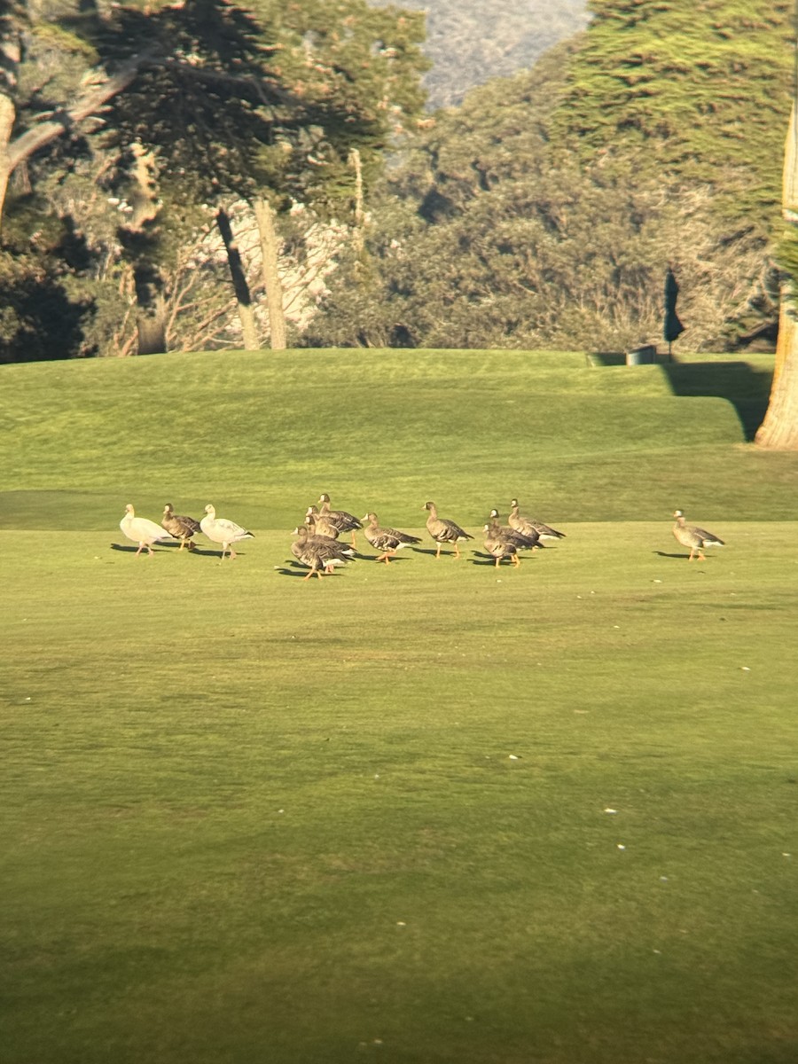 Snow Goose - ML646814491