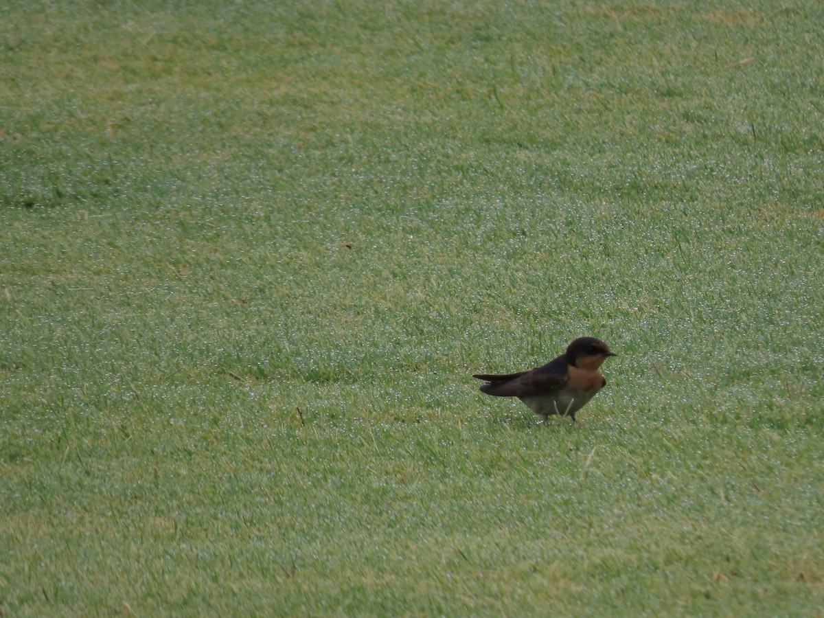 Welcome Swallow - ML646814492