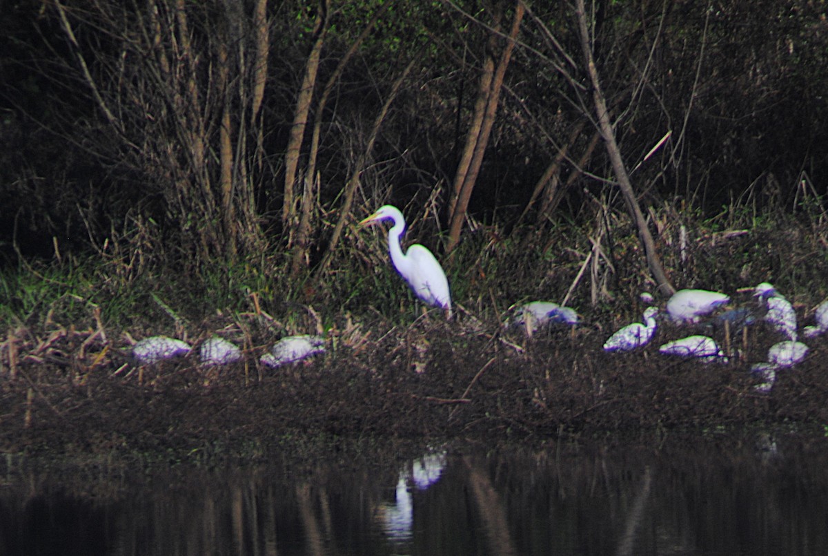 Great Egret - ML646814493