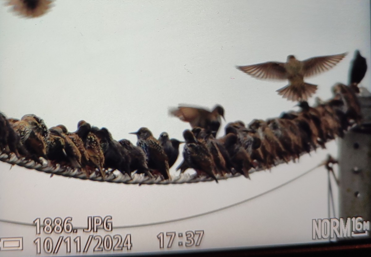 European Starling - ML646814498