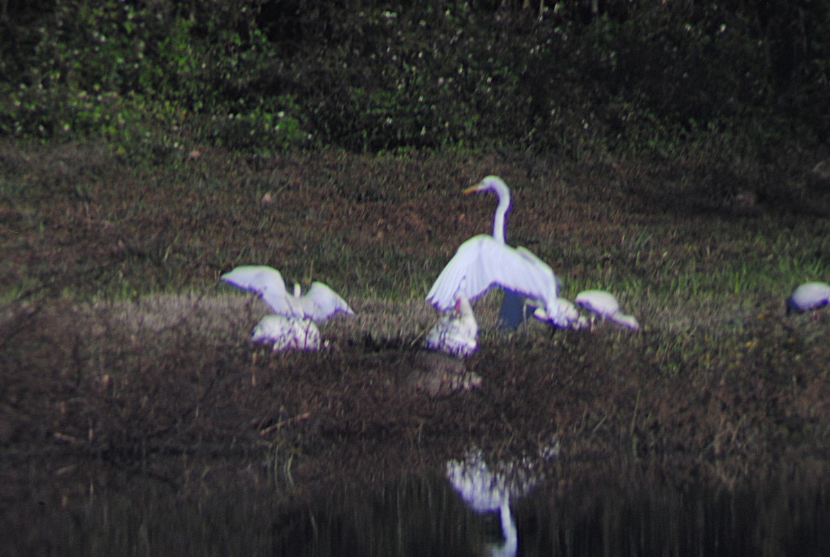 Great Egret - ML646814500