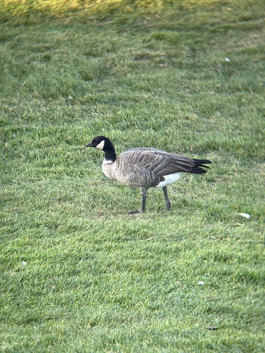 Bernache de Hutchins - ML646814501