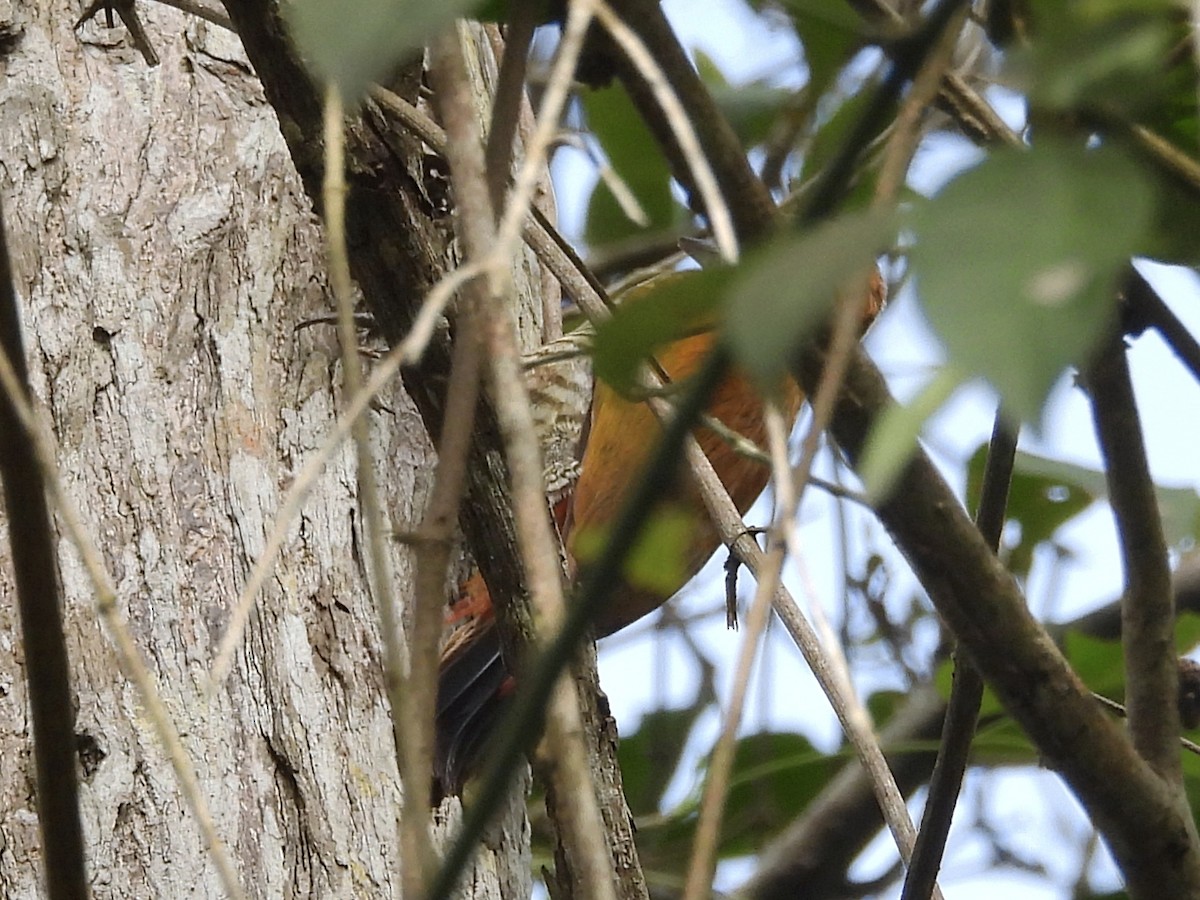 Red-rumped Woodpecker - ML646814509