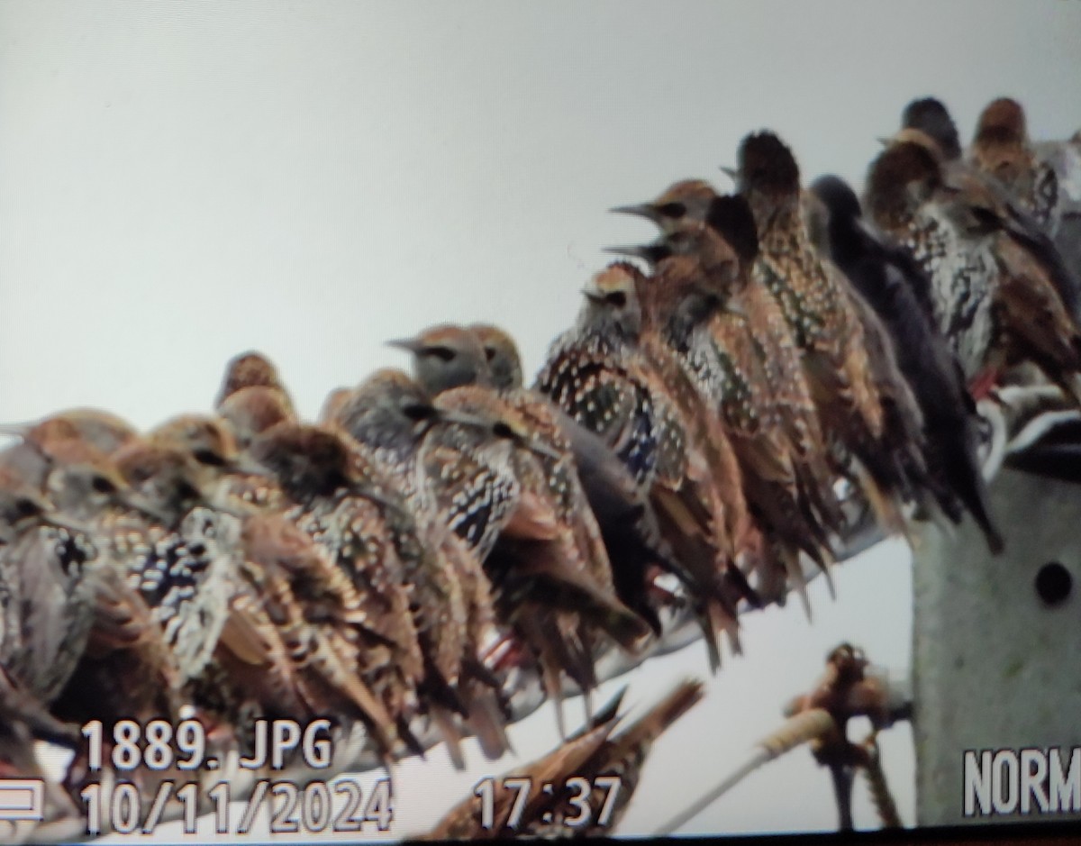 European Starling - ML646814510