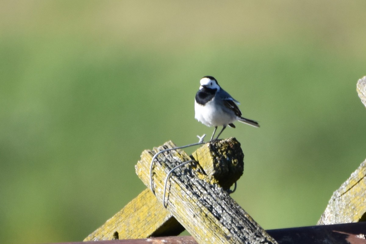 White Wagtail - ML646814511