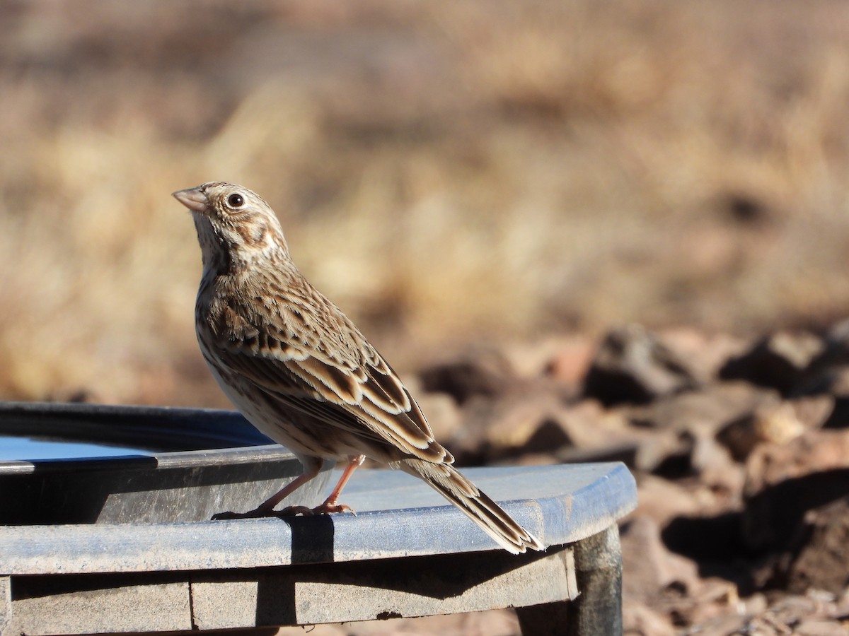 Vesper Sparrow - ML646814512