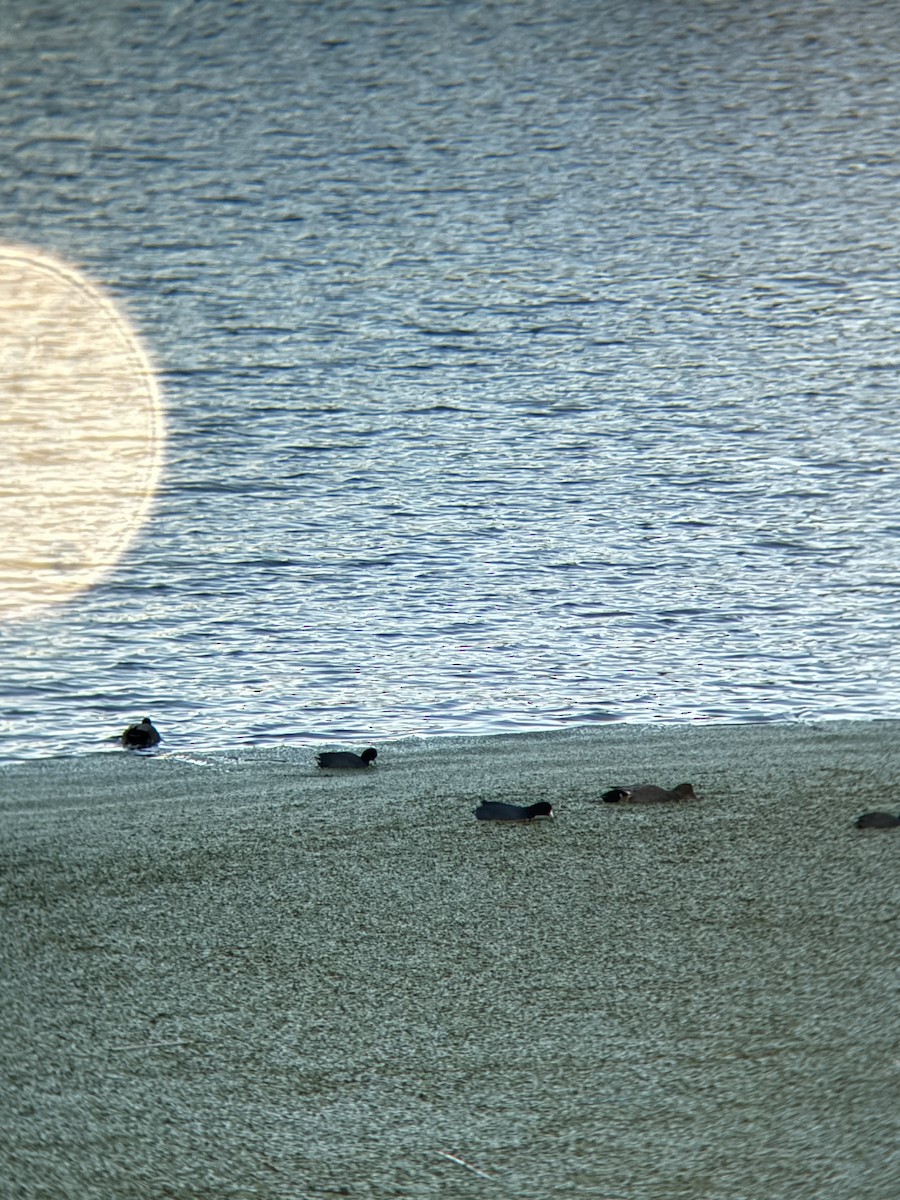 Gadwall - ML646814513