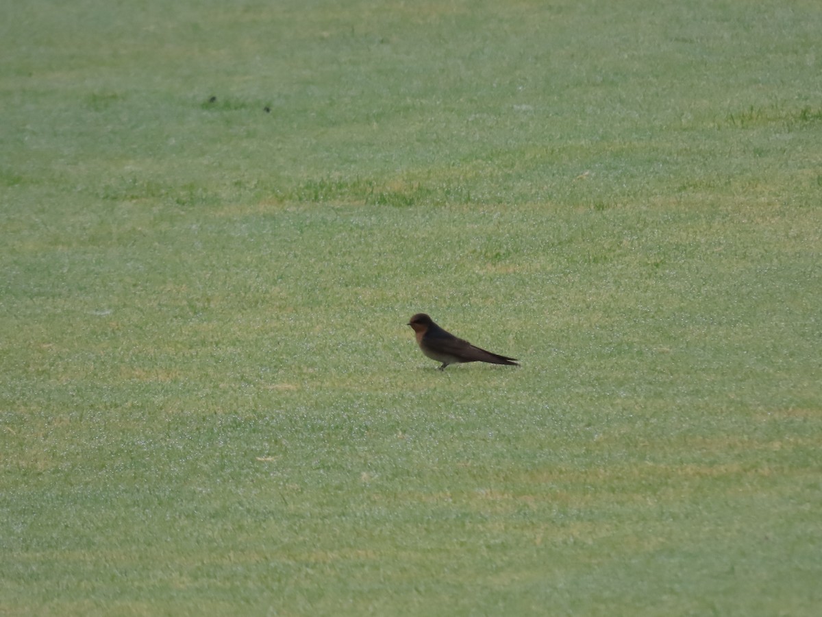 Welcome Swallow - ML646814514