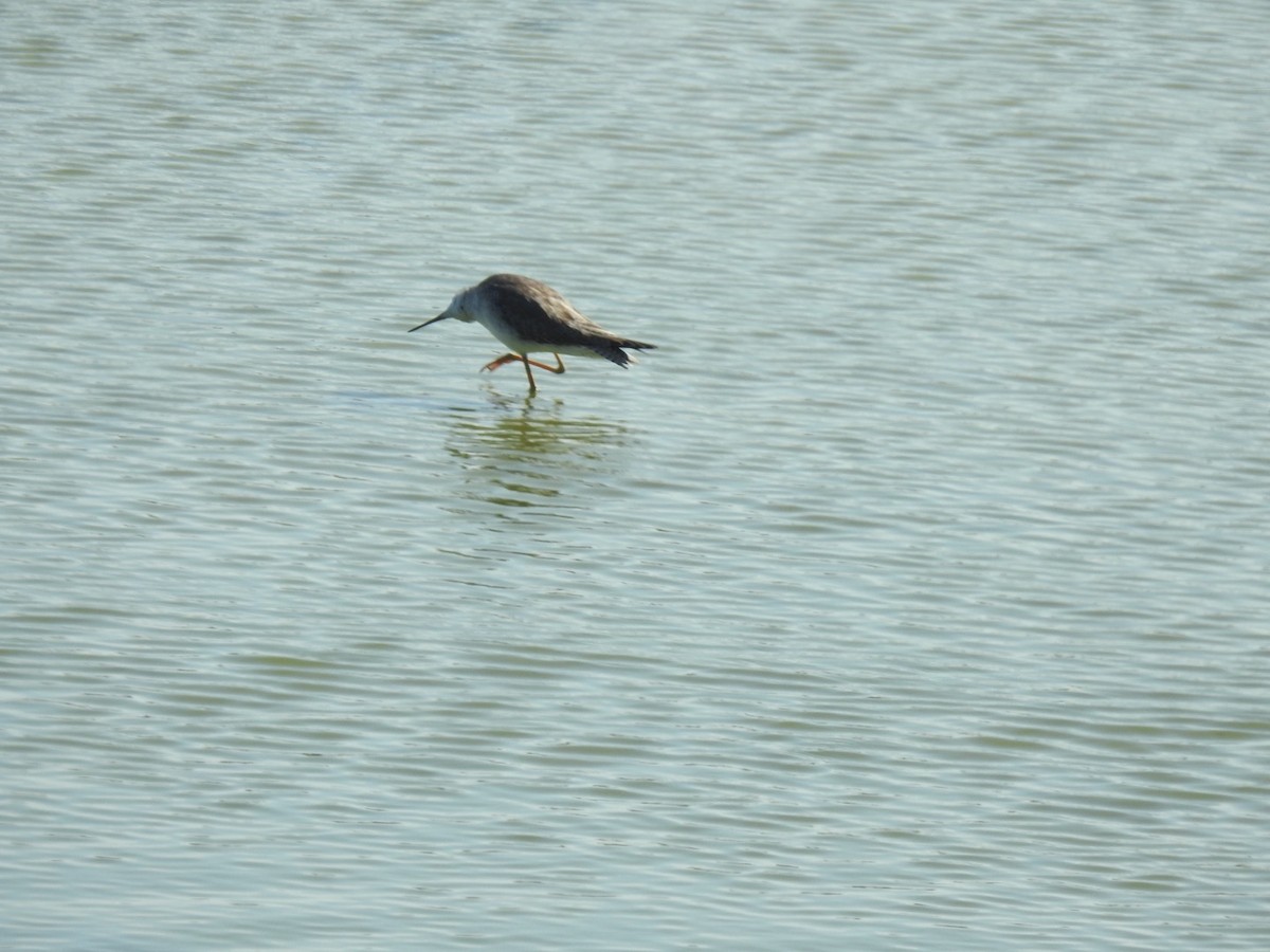 Lesser Yellowlegs - ML646814515