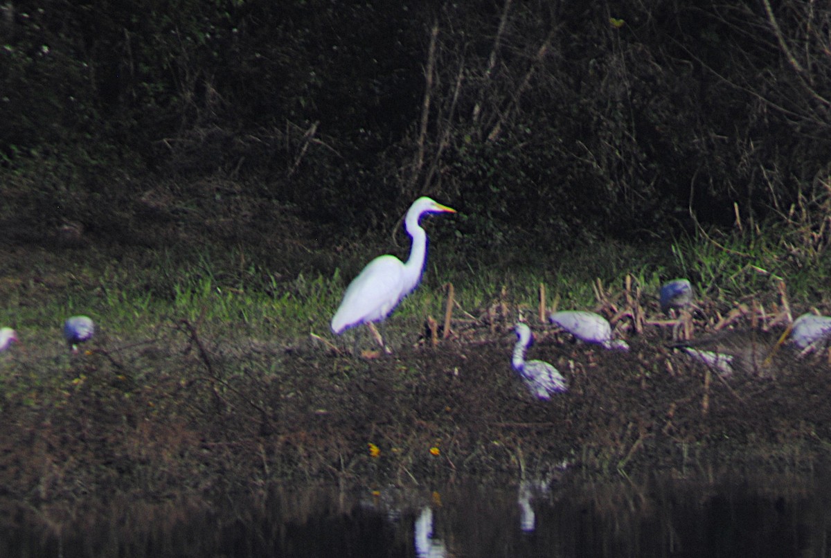 Great Egret - ML646814516