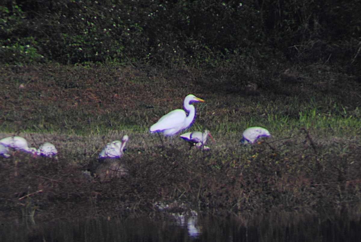 Great Egret - ML646814530