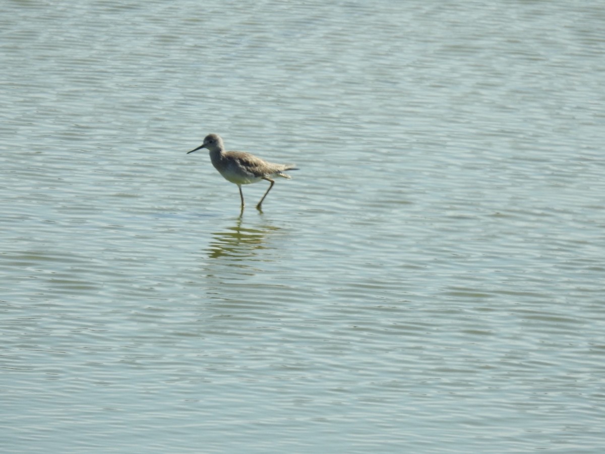 Lesser Yellowlegs - ML646814531