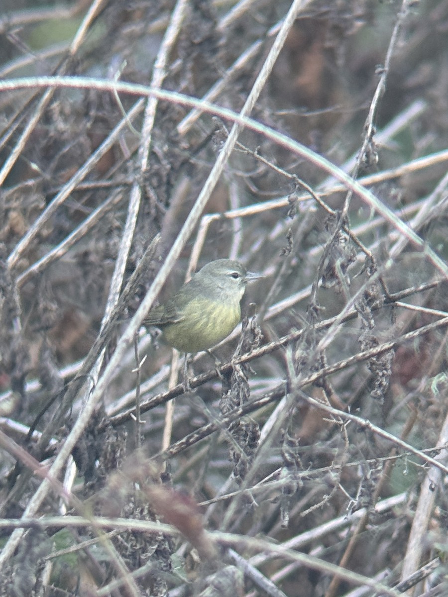 Paruline verdâtre (celata/orestera) - ML646814535