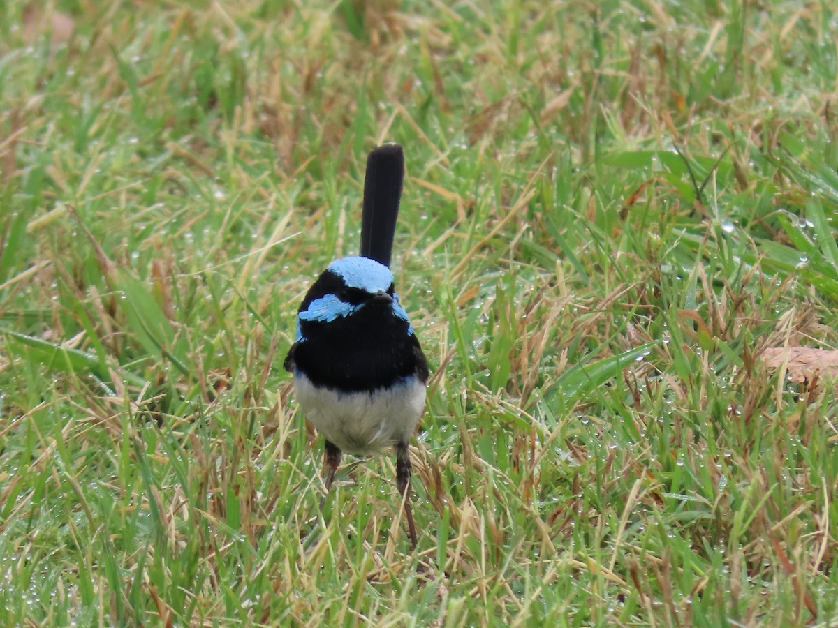 Superb Fairywren - ML646814537