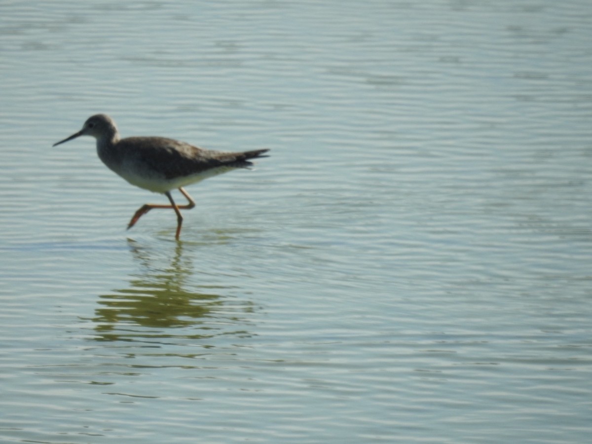 Lesser Yellowlegs - ML646814543