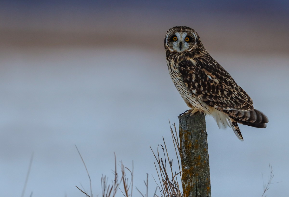 Short-eared Owl - ML646814545
