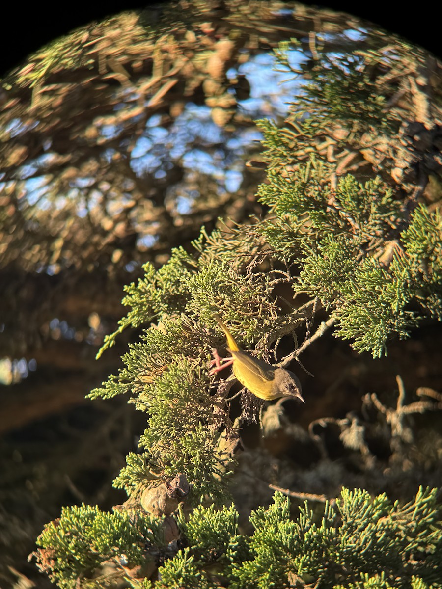 MacGillivray's Warbler - ML646814546
