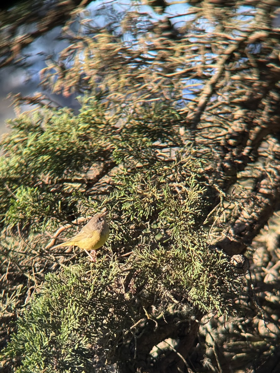 MacGillivray's Warbler - ML646814547