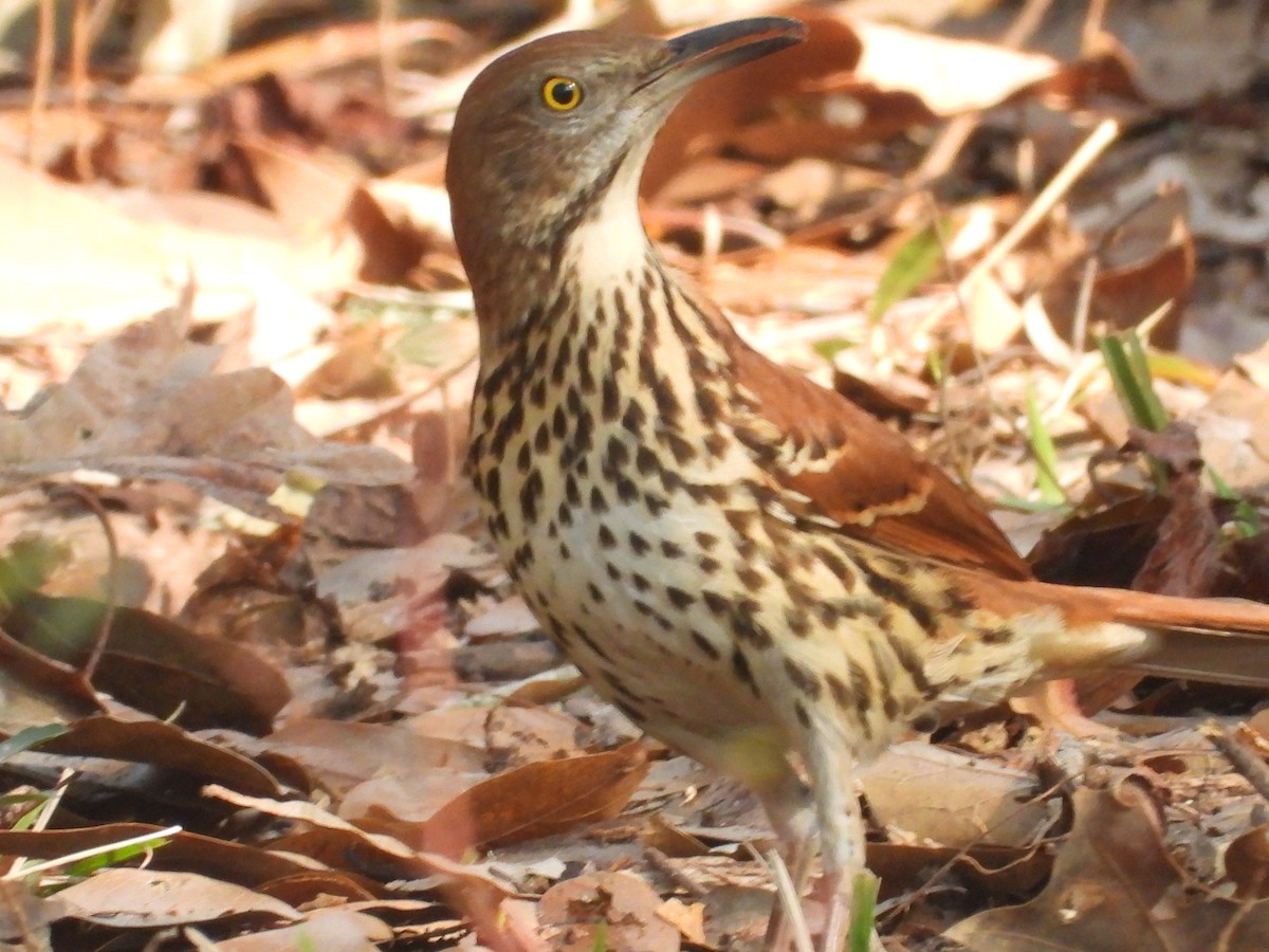 Brown Thrasher - ML646814553